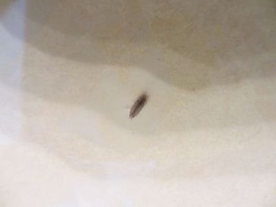 门套有白蚁后拆除怎么修补,门套缝隙有小虫子怎么办