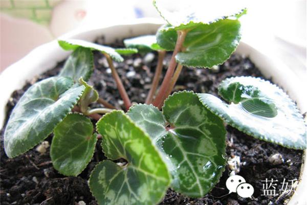 仙客来叶子边缘发黄怎么办,仙客来叶子发黄补救方法