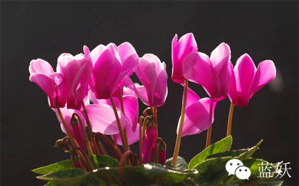 仙客来叶子边缘发黄怎么办,仙客来叶子发黄补救方法