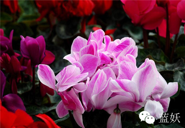 仙客来叶子边缘发黄怎么办,仙客来叶子发黄补救方法