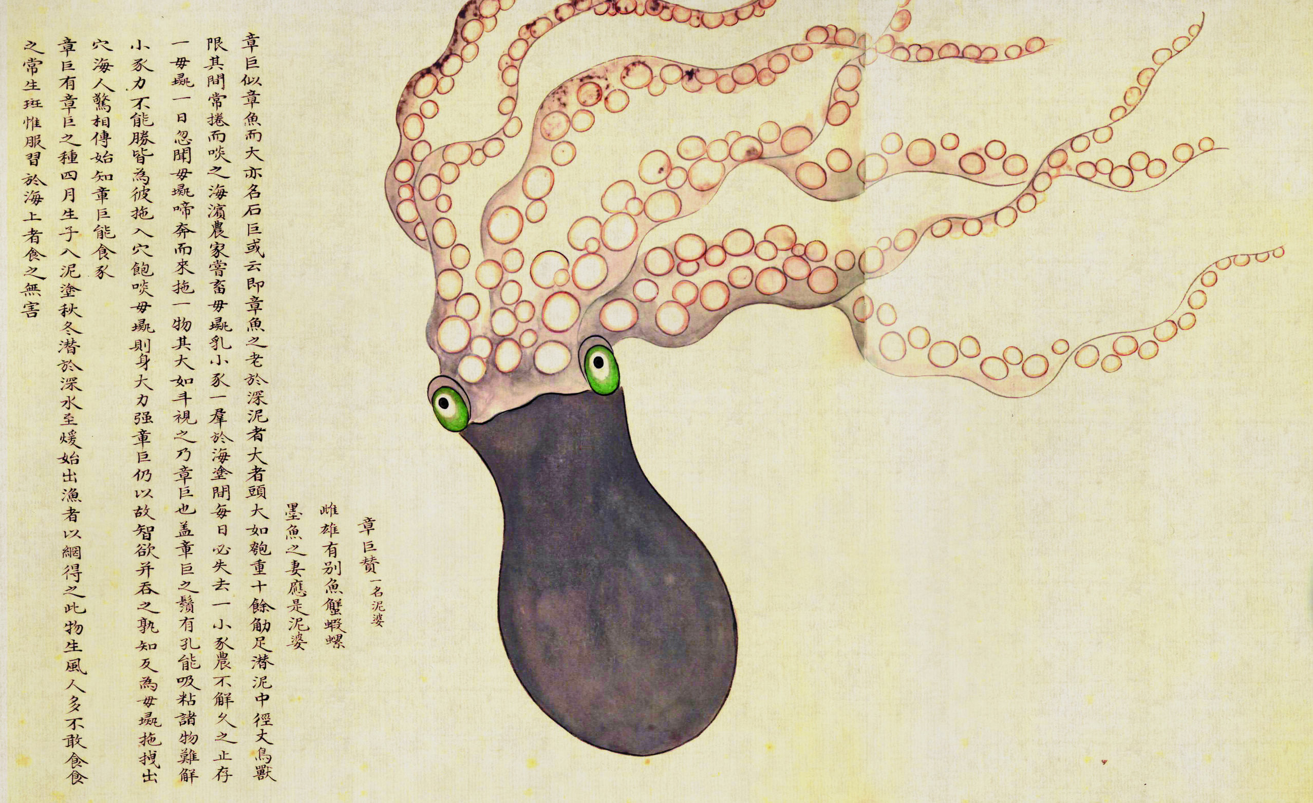 大章鱼产生基因,大章鱼生小章鱼卵