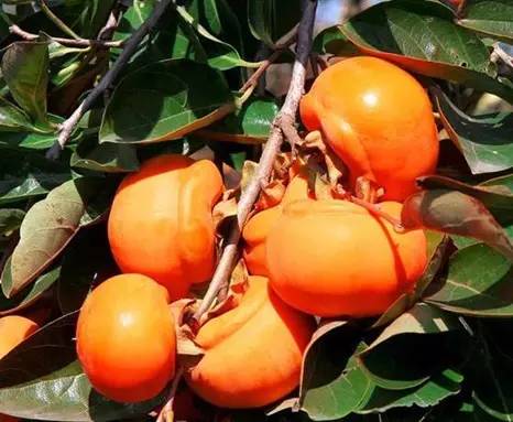 今天处暑,今天处暑节气