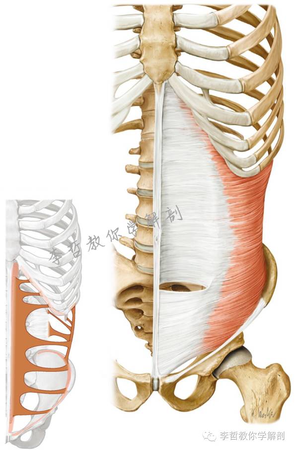 腰痛腹横肌痛,腹壁肌疼痛症状