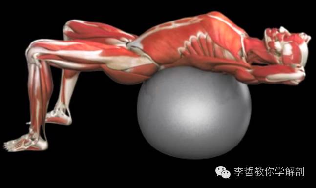 腰痛腹横肌痛,腹壁肌疼痛症状