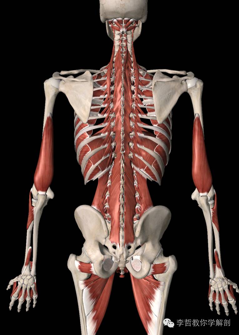 腰痛腹横肌痛,腹壁肌疼痛症状