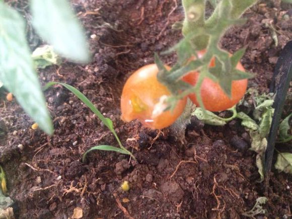 阳台种菜被老鼠偷吃怎么办,成熟的西红柿如何防止被老鼠吃掉