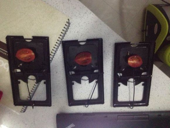 阳台种菜被老鼠偷吃怎么办,成熟的西红柿如何防止被老鼠吃掉