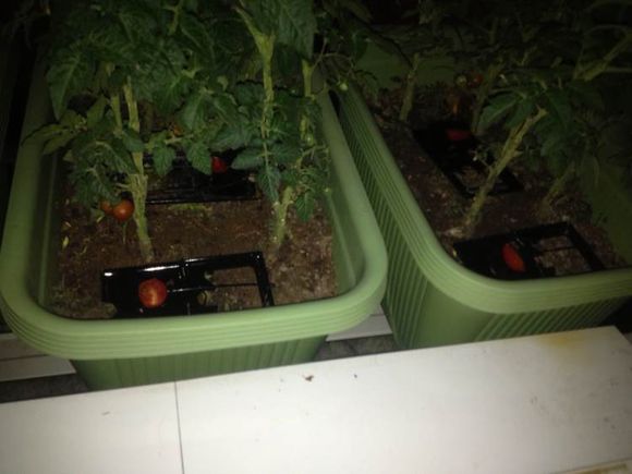 阳台种菜被老鼠偷吃怎么办,成熟的西红柿如何防止被老鼠吃掉