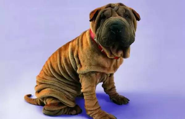 各种狗的身价排行榜,宠物狗什么狗最便宜还好看