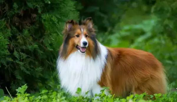 各种狗的身价排行榜,宠物狗什么狗最便宜还好看