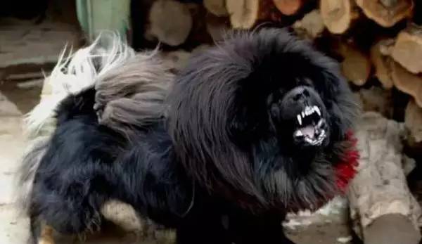 各种狗的身价排行榜,宠物狗什么狗最便宜还好看