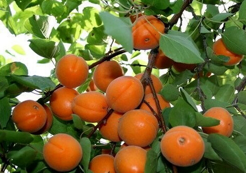 果树衰老怎么治疗,果树进入衰老期怎么办