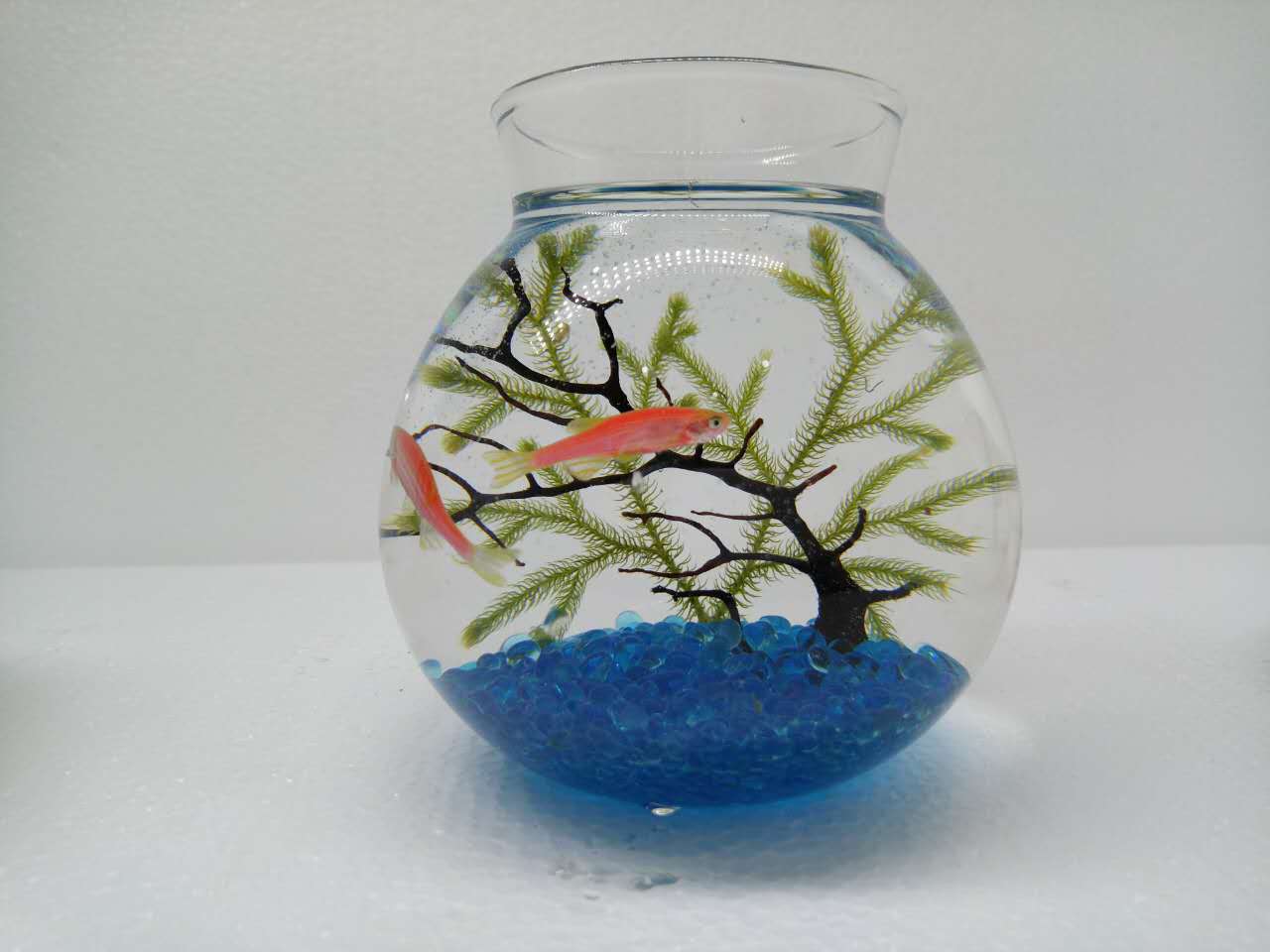 红斑马鱼品种大全图片,热带鱼新手入门推荐小鱼缸