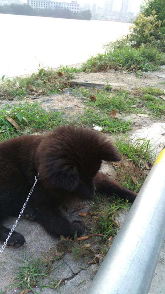 狗狗吃火腿肠包装袋能拉出来吗,狗狗把火腿肠的皮和环吞了怎么办