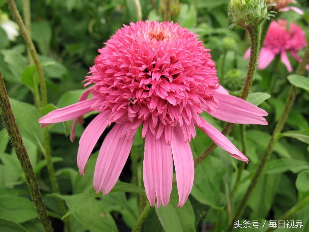 治疗腱鞘囊肿的特效方子真灵验,怎么自己在家捏爆腱鞘囊肿