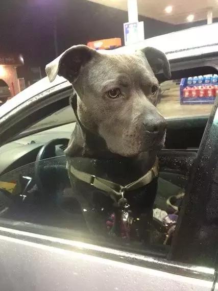 比特犬可爱的一面,比特犬没想象中的可怕