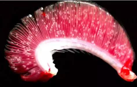 鱼类烂鳃病的防治方法,鱼鳃病怎么预防