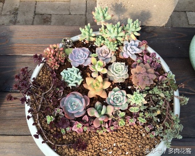 讲解多肉种植及养护知识简短,种多肉常识