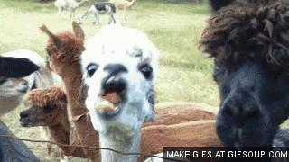 出差要关注的东西,国外黑暗料理