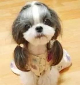 各种狗的身价排行榜,宠物狗什么狗最便宜还好看