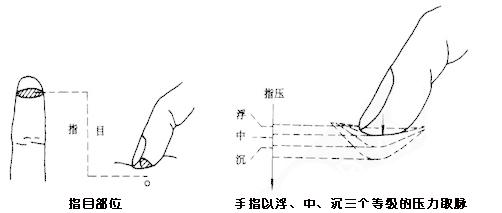 常见疾病脉象,肺脉的正常脉象与病脉