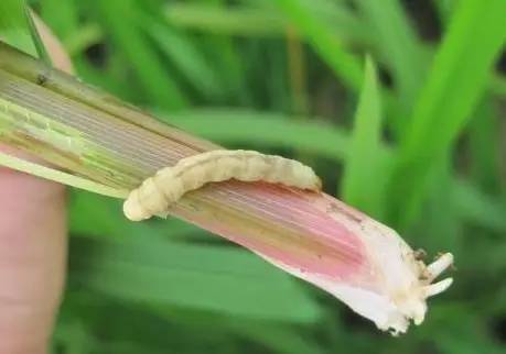 水稻白穗发生原因（完全版）