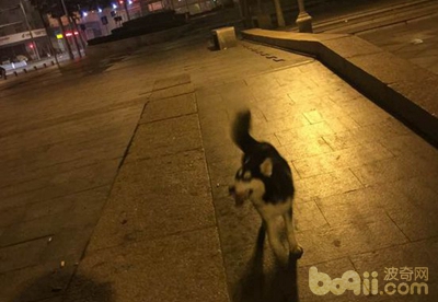 二哈狗爪子被咬了,二哈被小狗咬伤