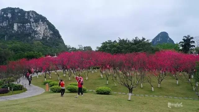 柳州哪个公园有足球场,柳州新建紫荆花公园