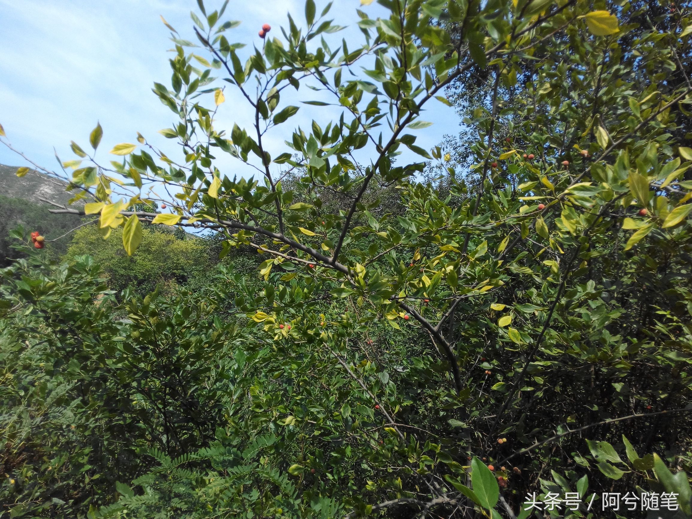 农村人称“战战棘子”的植物，民间用来治肺癌~|阿兮随笔