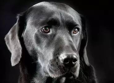 和狗生活在一起免疫力会变强吗,和狗一起生活有什么后果