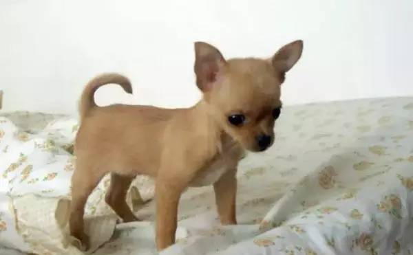 各种狗的身价排行榜,宠物狗什么狗最便宜还好看