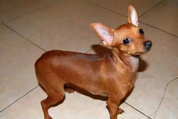 各种狗的身价排行榜,宠物狗什么狗最便宜还好看