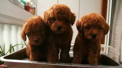 各种狗的身价排行榜,宠物狗什么狗最便宜还好看