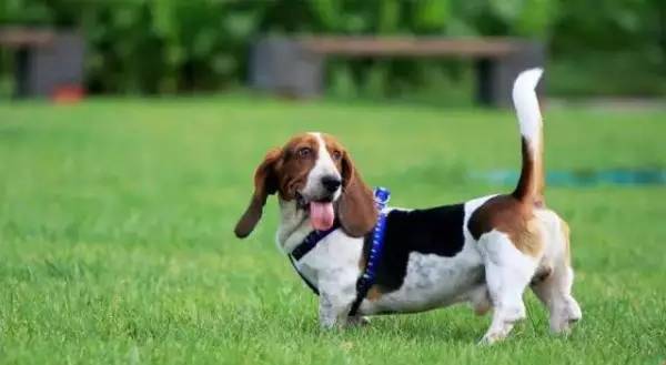 各种狗的身价排行榜,宠物狗什么狗最便宜还好看