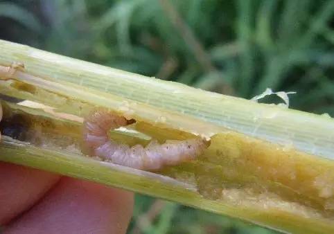 水稻白穗发生原因（完全版）