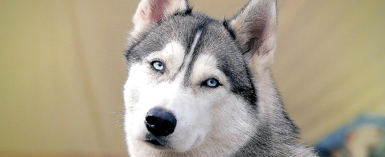 哈士奇便臭怎么办,哈士奇体味大怎么去除