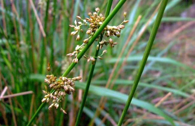 失眠心火旺吃什么降火最快,心火亢盛心烦失眠表现