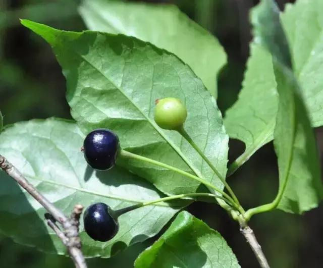 喝过就忘不了！70年光阴，是什么让它成为很多广州人的记忆？