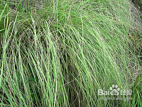 在野外没有绳子怎么做鱼竿,在没有绳子的情况下怎么制作绳索