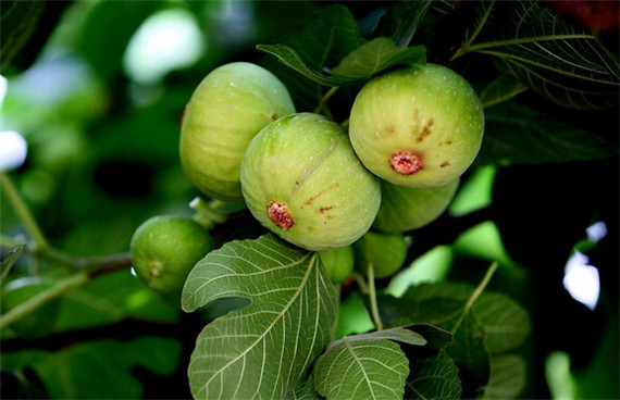 得了白癜风怎么办4个方法有奇效,得了白癜风怎么治好得快