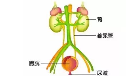 男性泌尿系统疾病，如何合理选择影像学检查?