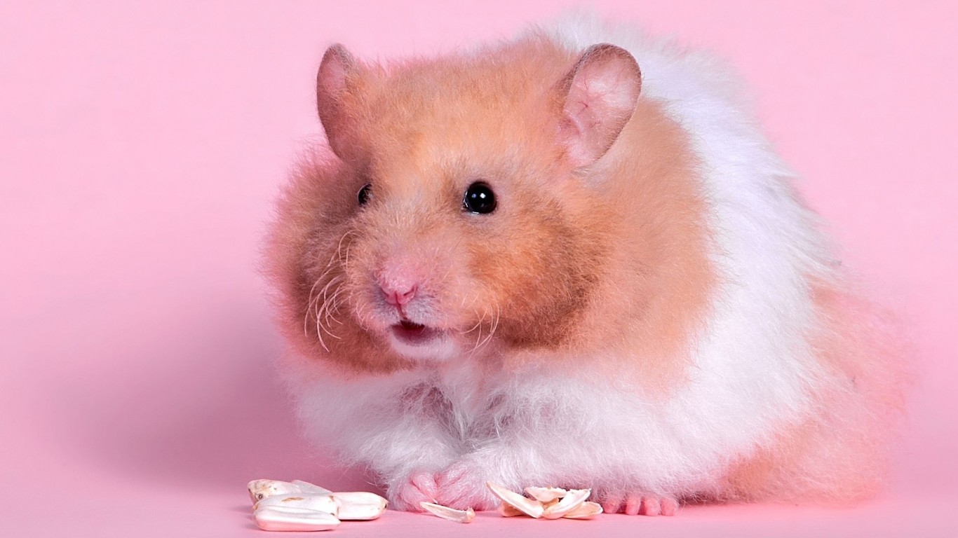 学生*党**白领的最爱小小仓鼠总有你不知道的秘密