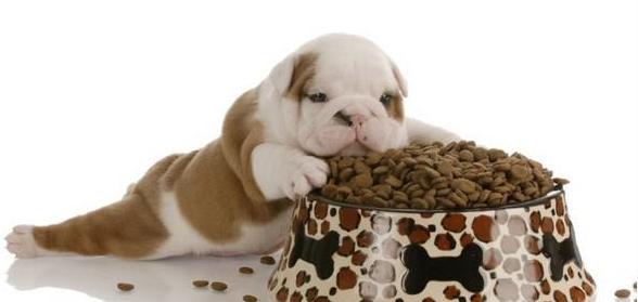 狗狗肚子病理性咕咕叫怎么预防,狗狗肚子鼓鼓的是什么原因