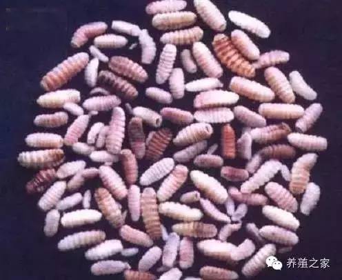 最全羊寄生虫病图谱及治疗处方（珍藏版）？