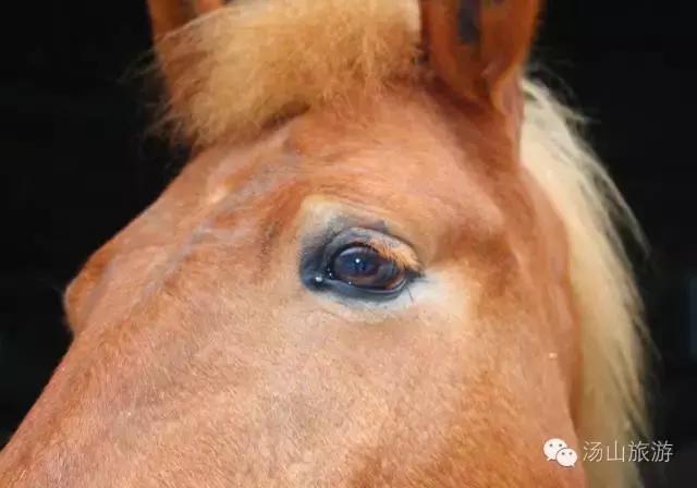 天气这么好，一起来汤山钓鱼、骑马、吃鹿肉、看鳄鱼吧！