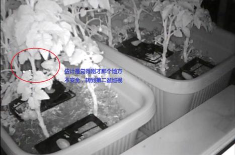 阳台种菜被老鼠偷吃怎么办,成熟的西红柿如何防止被老鼠吃掉