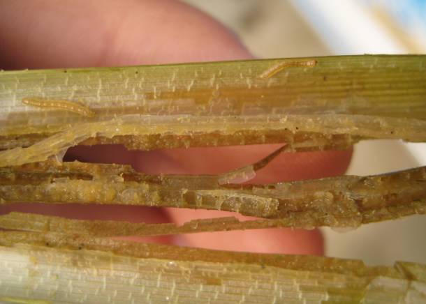 水稻白穗发生原因（完全版）