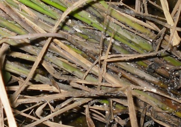 水稻白穗发生原因（完全版）