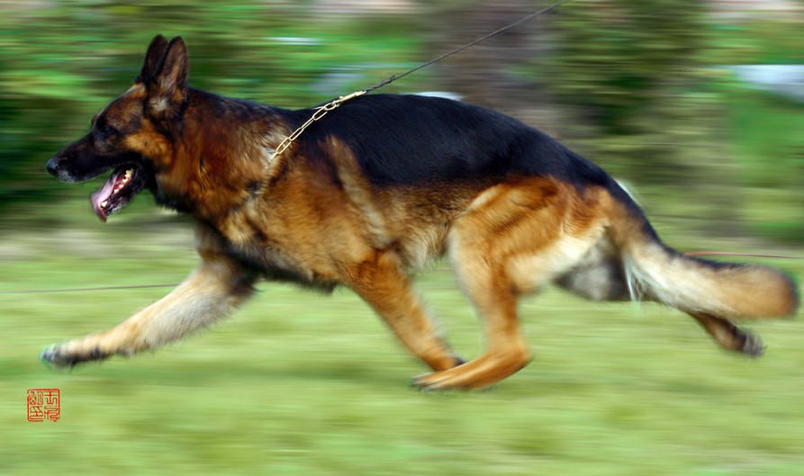 东德牧羊犬和德国牧羊犬有区别吗,牧羊犬详细介绍