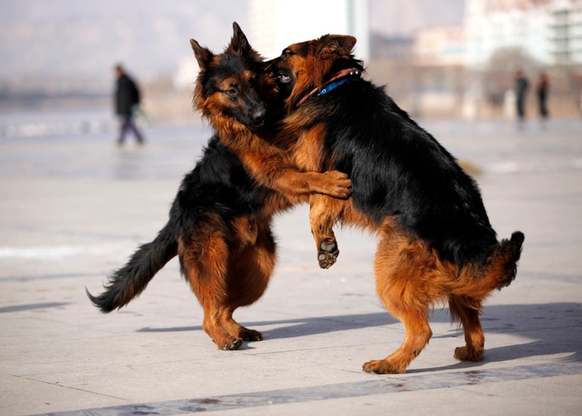 东德牧羊犬和德国牧羊犬有区别吗,牧羊犬详细介绍